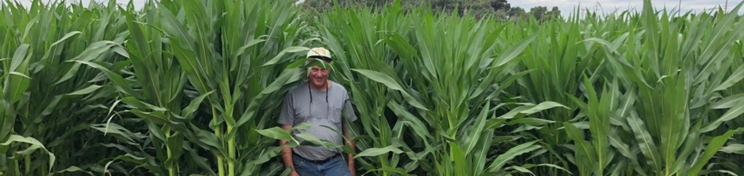 Tall corn - bob standing in middle