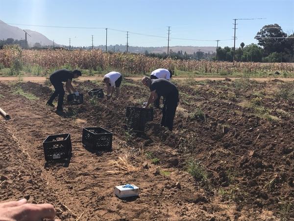 Four workers in field harvesting row crop
