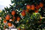 Oranges on trees