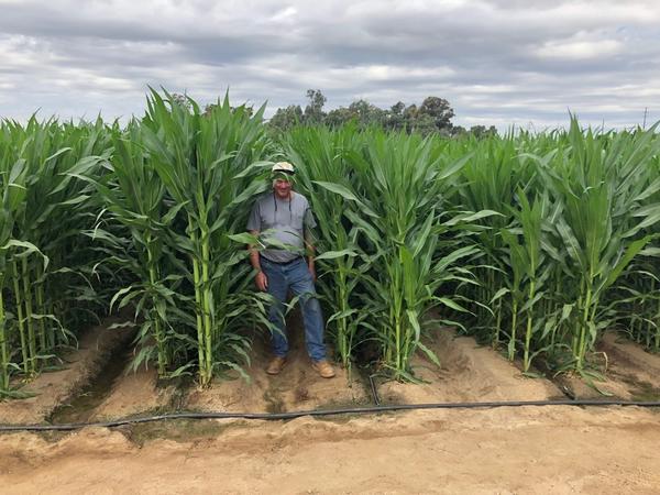 Tall corn - bob standing in middle