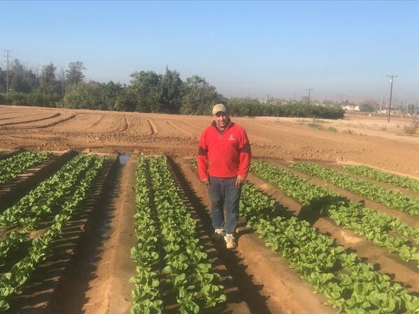 Wetovick standing in row crop field with lettuce