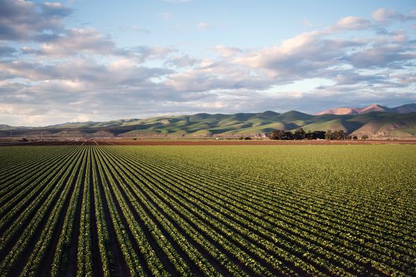 Row Crops, Crop Science